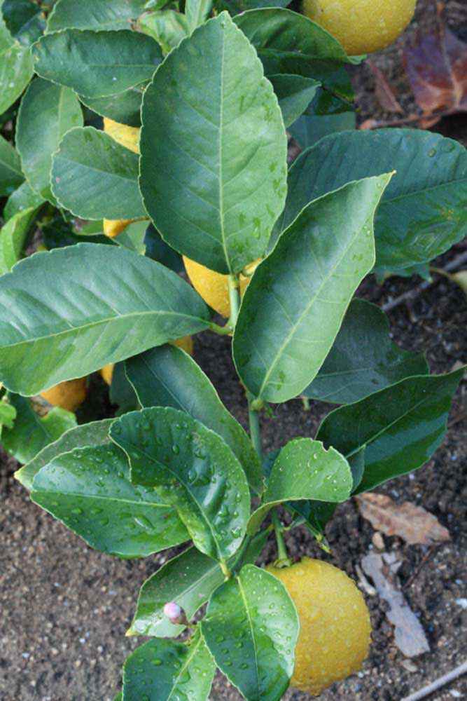            Sun leaves (Corona Foothill, Riverside, CA)   